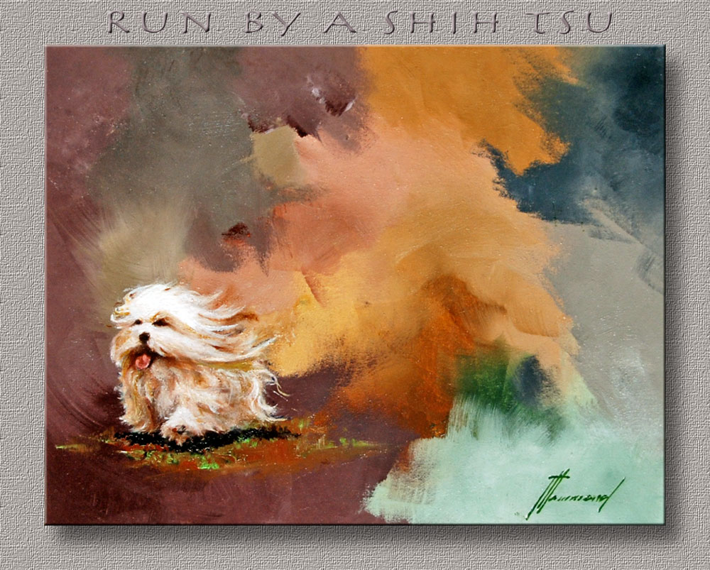 Run by a Shih Tsu